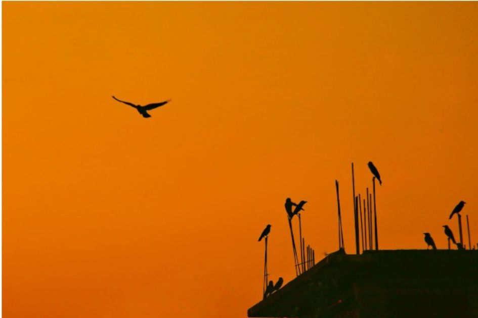 Concrete growth leaves Dhaka’s birds with fewer places to live