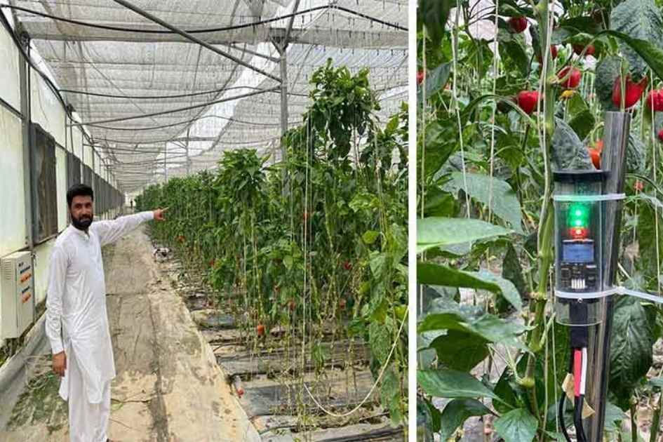 Pakistan farmers adopt traffic-light sensors to save water