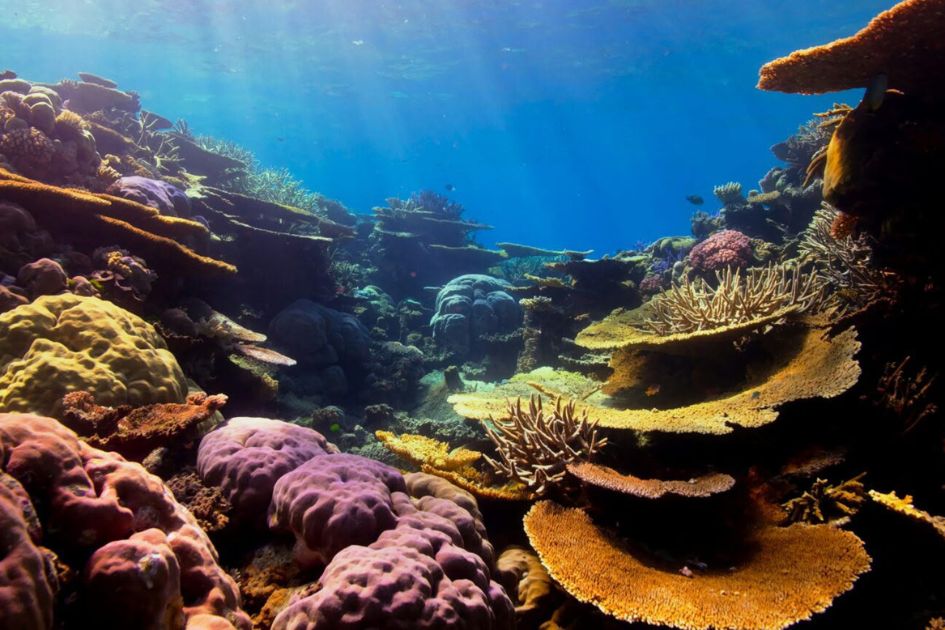 World off track to protect 30% of land and ocean by 2030: report