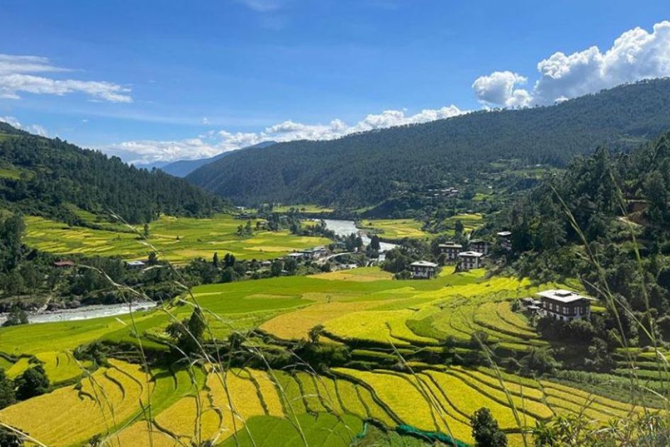 Punakha’s rice bowl faces growing climate pressure