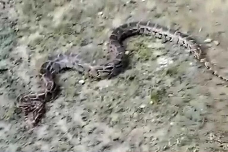 Python snake rescued after getting trapped in fishing net in Bangladesh