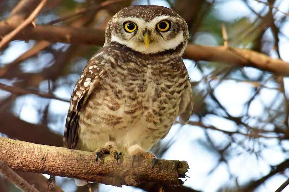 Spotted Owlet thrives in Bangladesh despite growing habitat threats