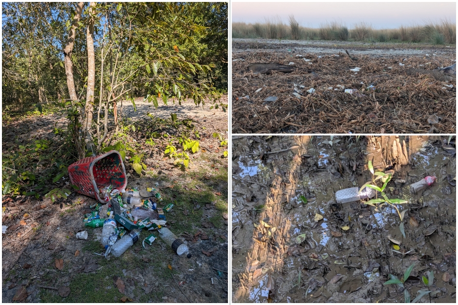 Sundarbans in crisis as salinity plastics threaten life