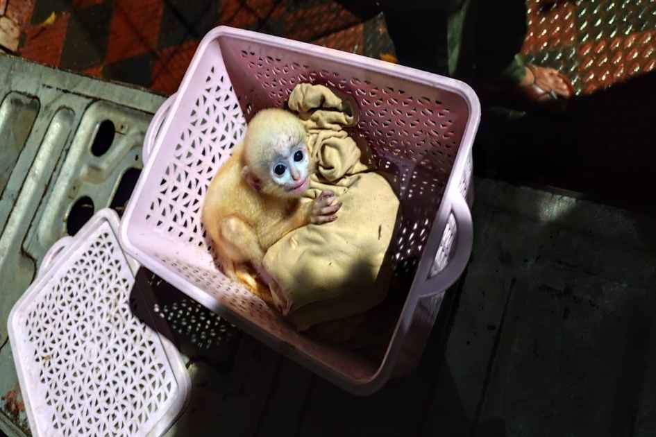 Three critically endangered spectacled langurs rescued from Chattogram home