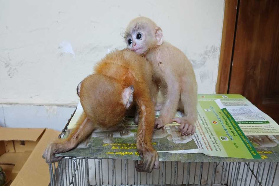 Three critically endangered spectacled langurs rescued from Chattogram home