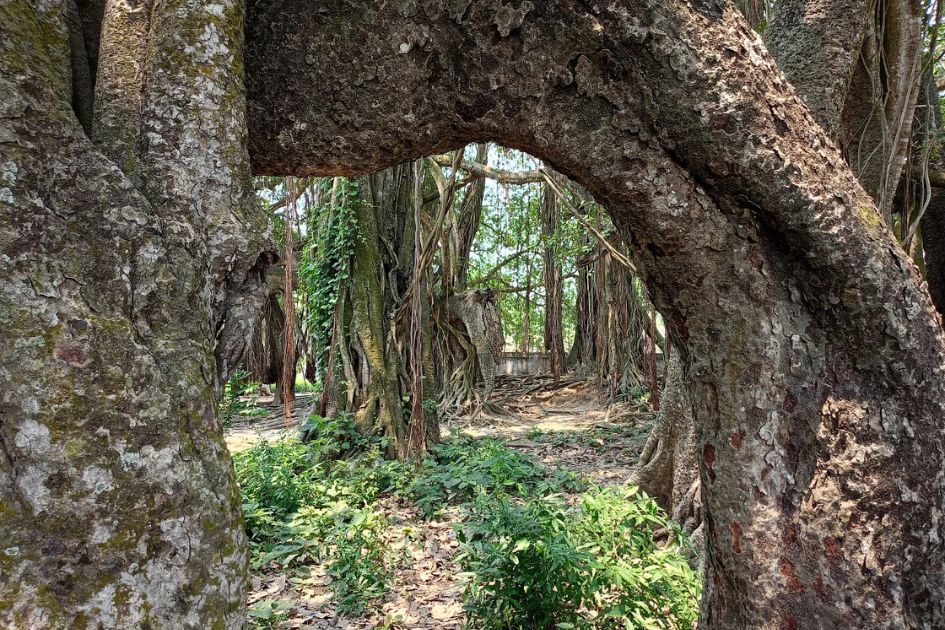 Three villagers save 500-year-old banyan tree from felling in Bangladesh