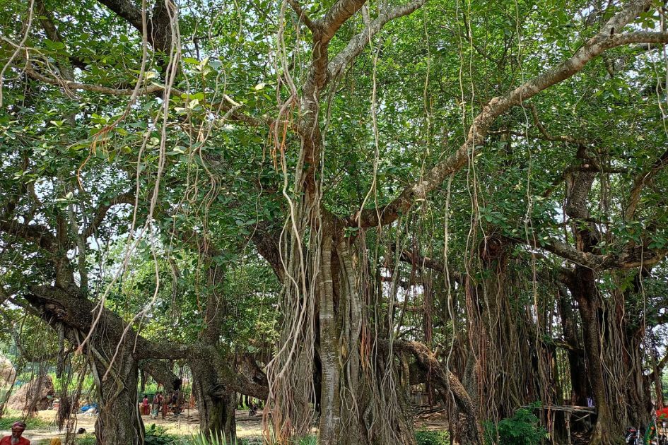 Three villagers save 500-year-old banyan tree from felling in Bangladesh