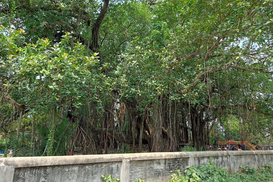 Three villagers save 500-year-old banyan tree from felling in Bangladesh