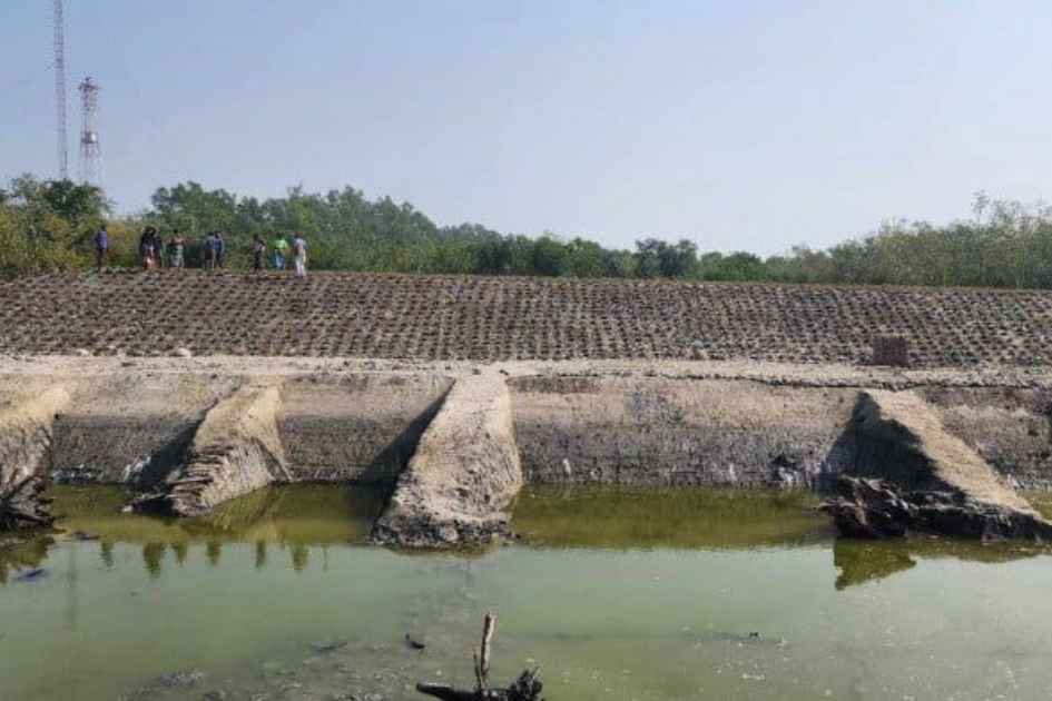 Tiger mounds were built to protect the Sundarbans wildlife