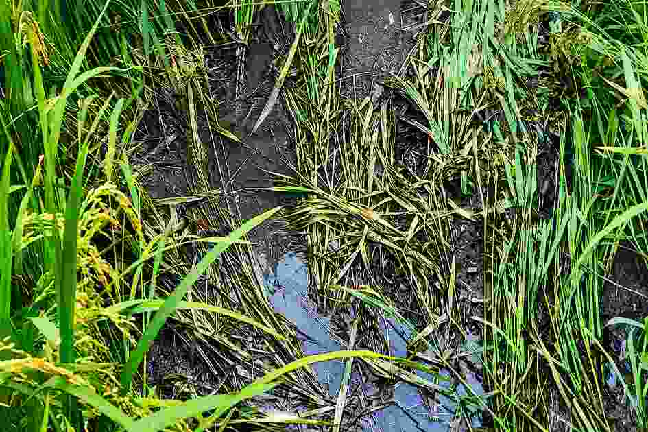 Toxic waste from fertilizer plant leaves Tangail farmers unable to harvest rice