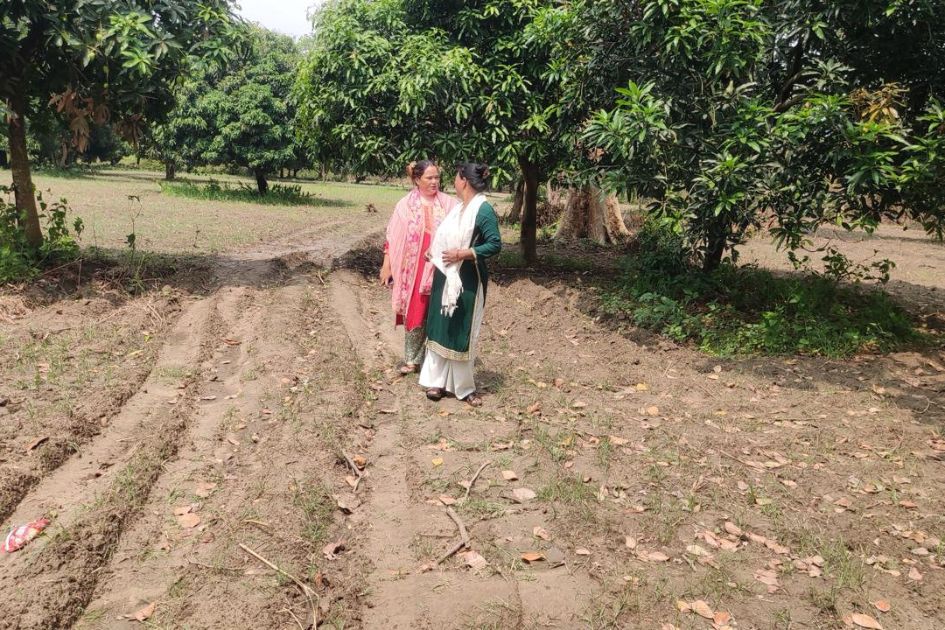 Turmeric farming offers hope of reviving local employment in Nepal village