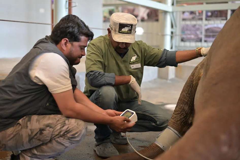 The Wildlife SOS team assesses the elephant’s health. Photo: Wildlife SOS.
