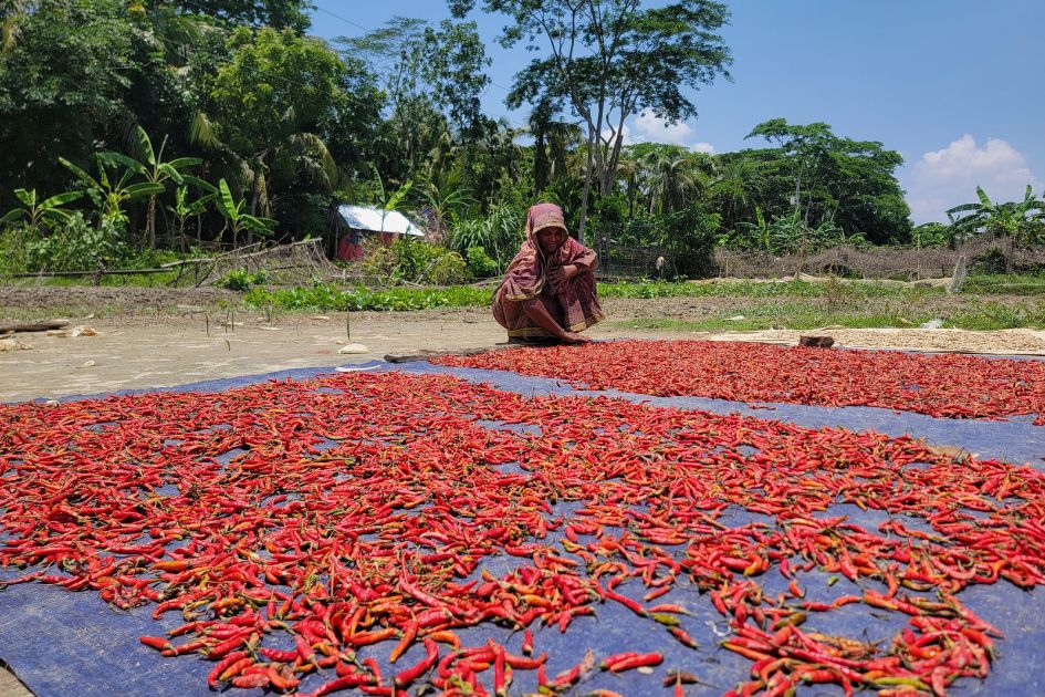 Women farmers drive climate resilience in coastal Bangladesh yet remain invisible
